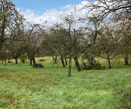 Großzügiges Baugrundstück in Ortsrandlage von Niedermirsberg